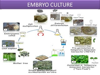 Types of explant and culture | PPTX