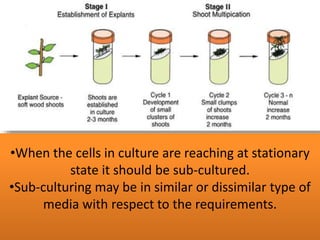Types of explant and culture