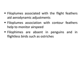 Types of Feathers.pptx