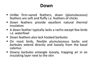Semiplume
 Semiplumes are intermediate in structure
between down and contour feathers
 They enhance insulation, fill out...