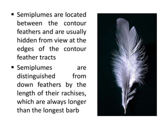  They extend beyond the contour feathers of
songbirds, particularly on the back of the neck, a
region called the nape
 F...
