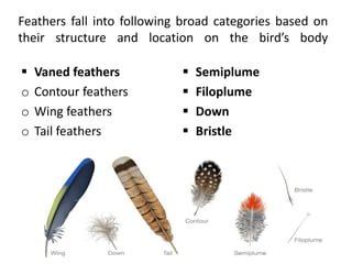 Vaned feathers
 The most conspicuous feathers are called vaned
feathers
 They include the smaller contour feathers that
...