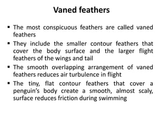 Wing feathers
 The flight feathers of the
wing, called remiges are
large and stiff
pennnceous feathers
 They primarily s...