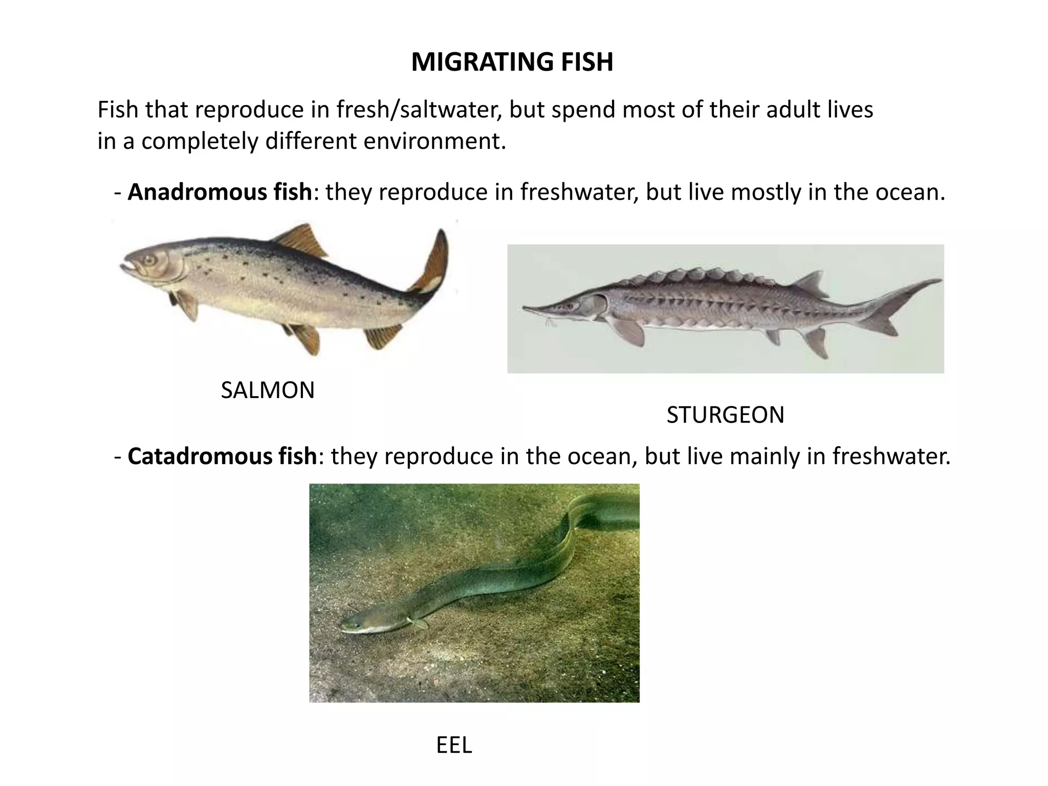 Types of fish | PPS