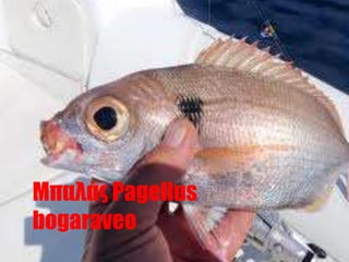 Rom Fish Types of fish 5f rom Cyprus | PPTX