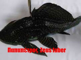 Rom Fish Types of fish 5f rom Cyprus | PPTX