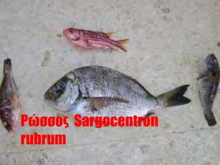 Rom Fish Types of fish 5f rom Cyprus | PPTX