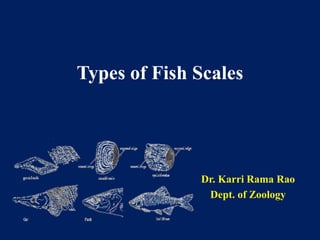 Types of Fish Scales
Dr. Karri Rama Rao
Dept. of Zoology
 