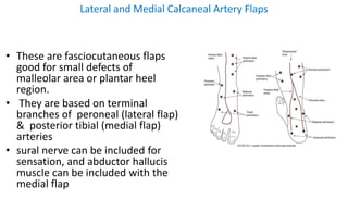 Lateral and Medial Calcaneal Artery Flaps
• These are fasciocutaneous flaps
good for small defects of
malleolar area or plantar heel
region.
• They are based on terminal
branches of peroneal (lateral flap)
& posterior tibial (medial flap)
arteries
• sural nerve can be included for
sensation, and abductor hallucis
muscle can be included with the
medial flap
 