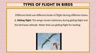 TYPES OF FLIGHT IN BIRDS
Different birds use different kinds of flight during different times.
1. Gliding flight: The wings remain stationary during gliding flight and
the bird loses altitude. Water fowl use gliding flight for landing.
 