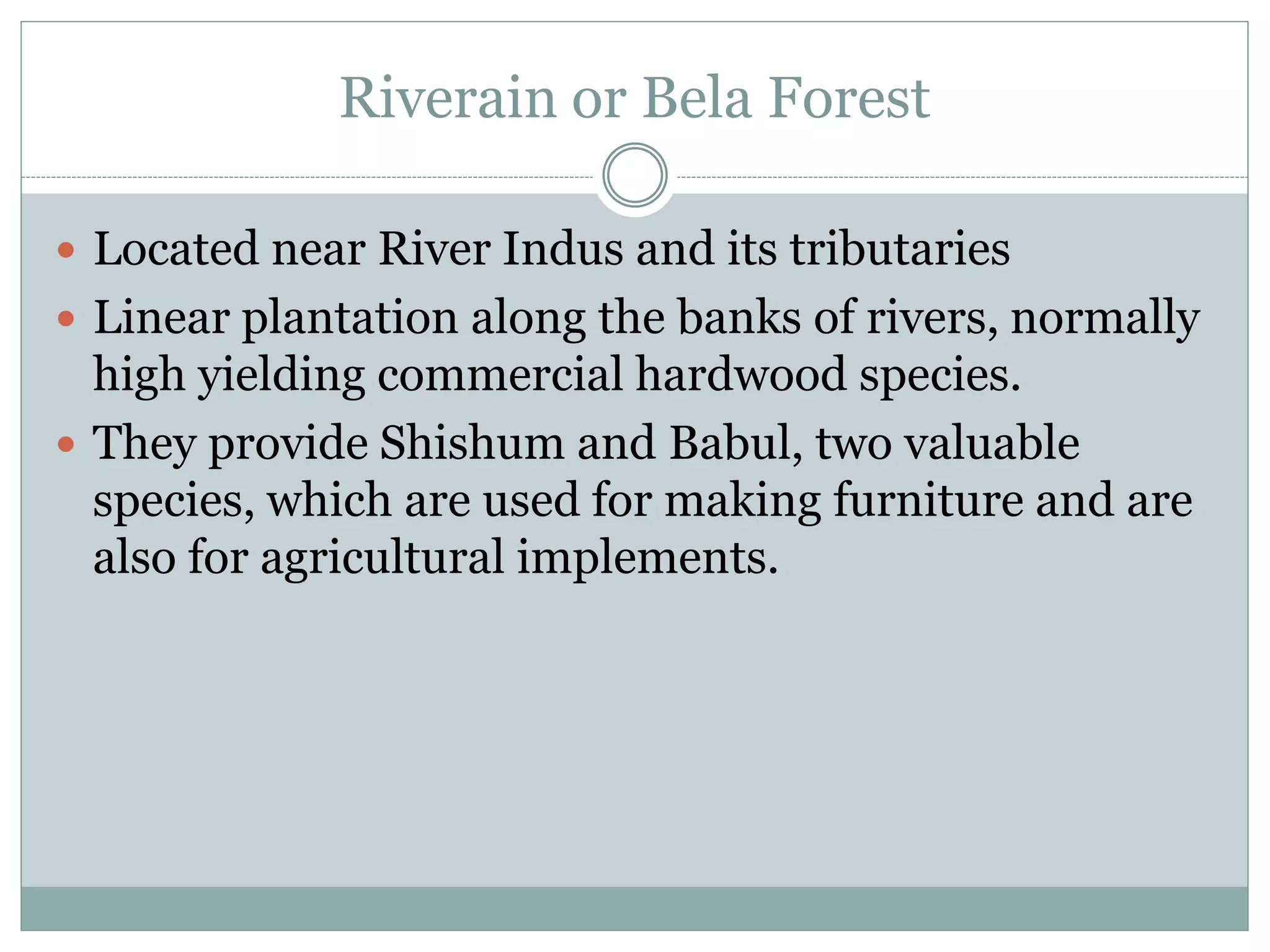 Riverain or Bela Forest
 Located near River Indus and its tributaries
 Linear plantation along the banks of rivers, normally
high yielding commercial hardwood species.
 They provide Shishum and Babul, two valuable
species, which are used for making furniture and are
also for agricultural implements.
 