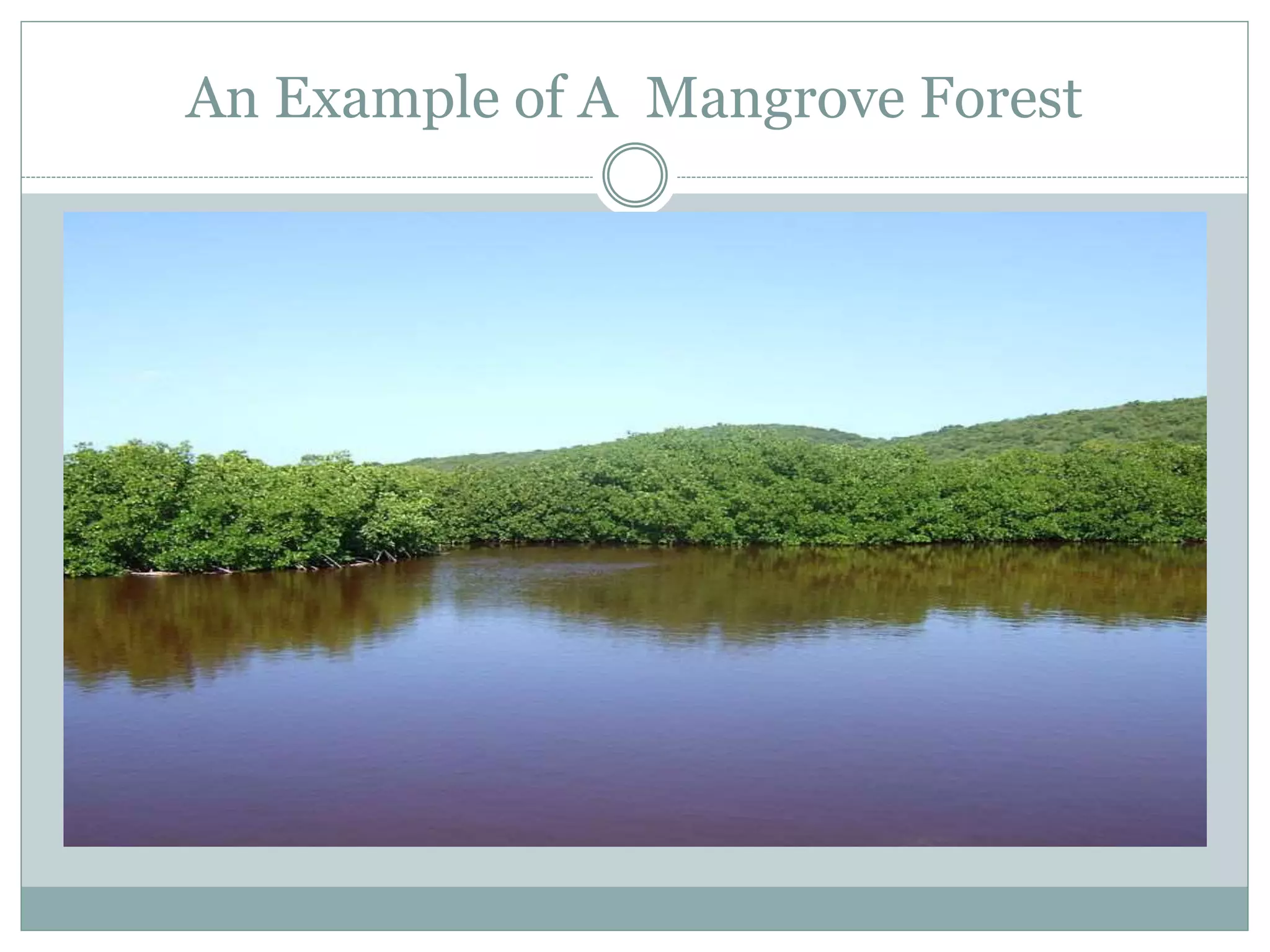 An Example of A Mangrove Forest
 