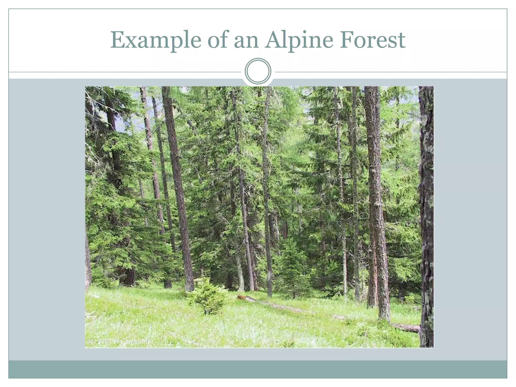 Example of an Alpine Forest
 
