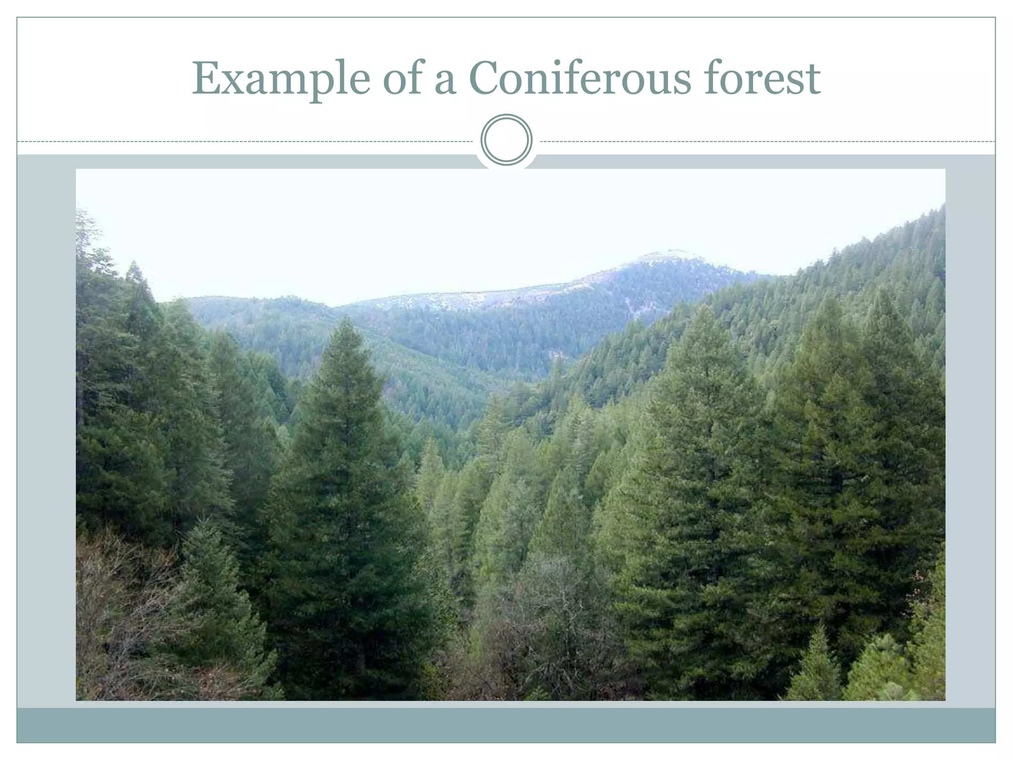 Example of a Coniferous forest
 