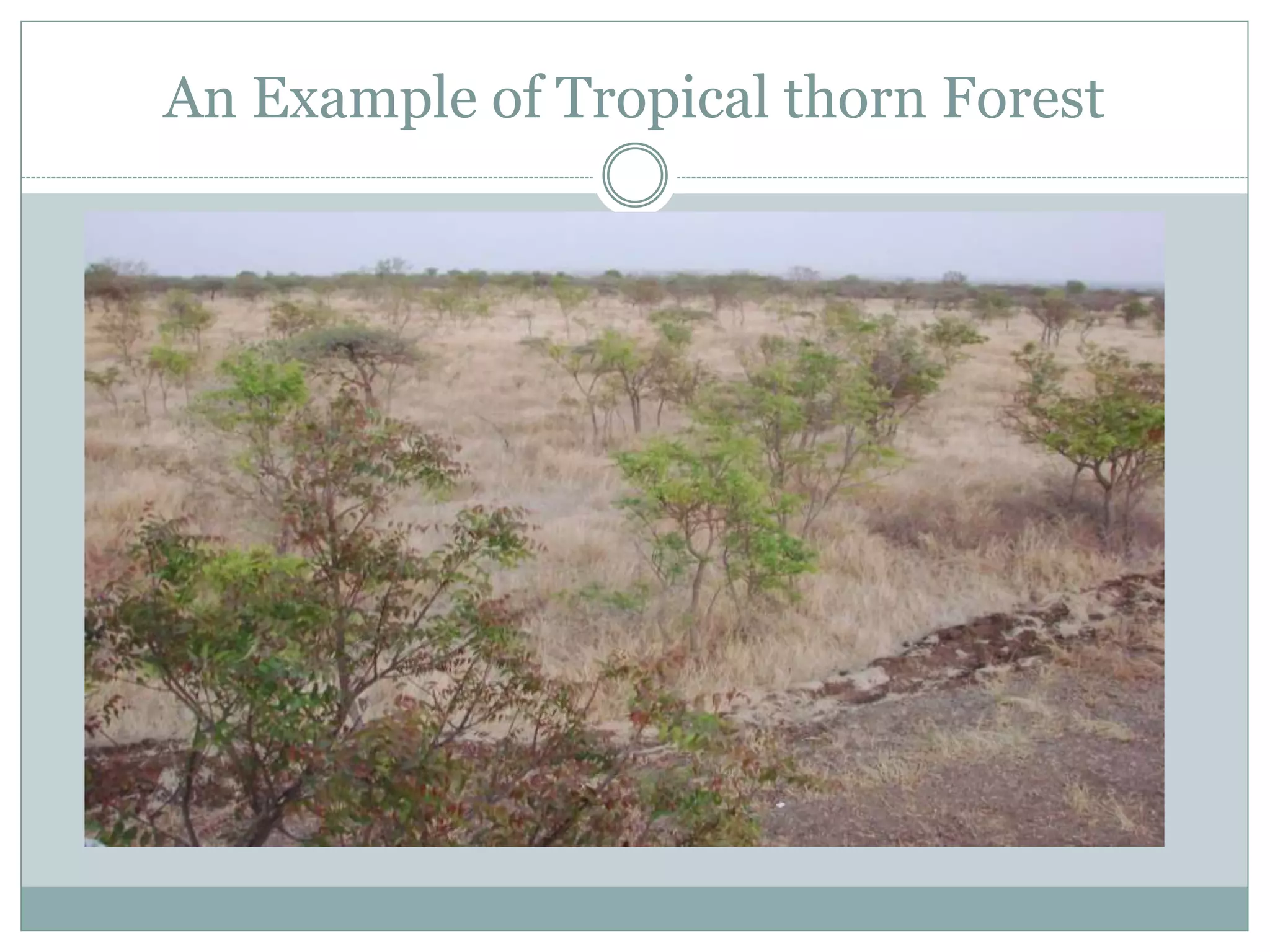 An Example of Tropical thorn Forest
 