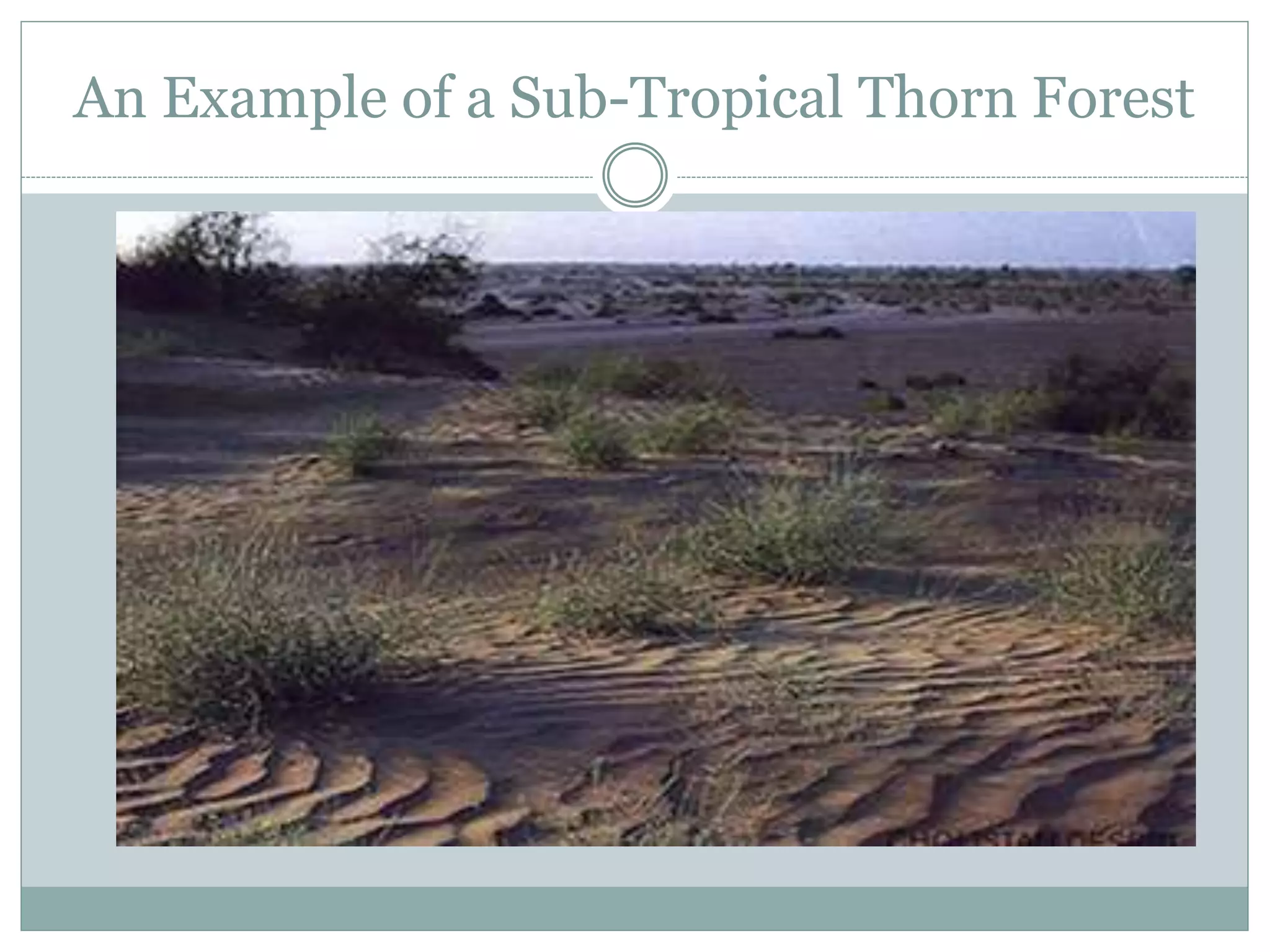 An Example of a Sub-Tropical Thorn Forest
 