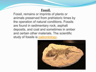 Types of fossils and uses