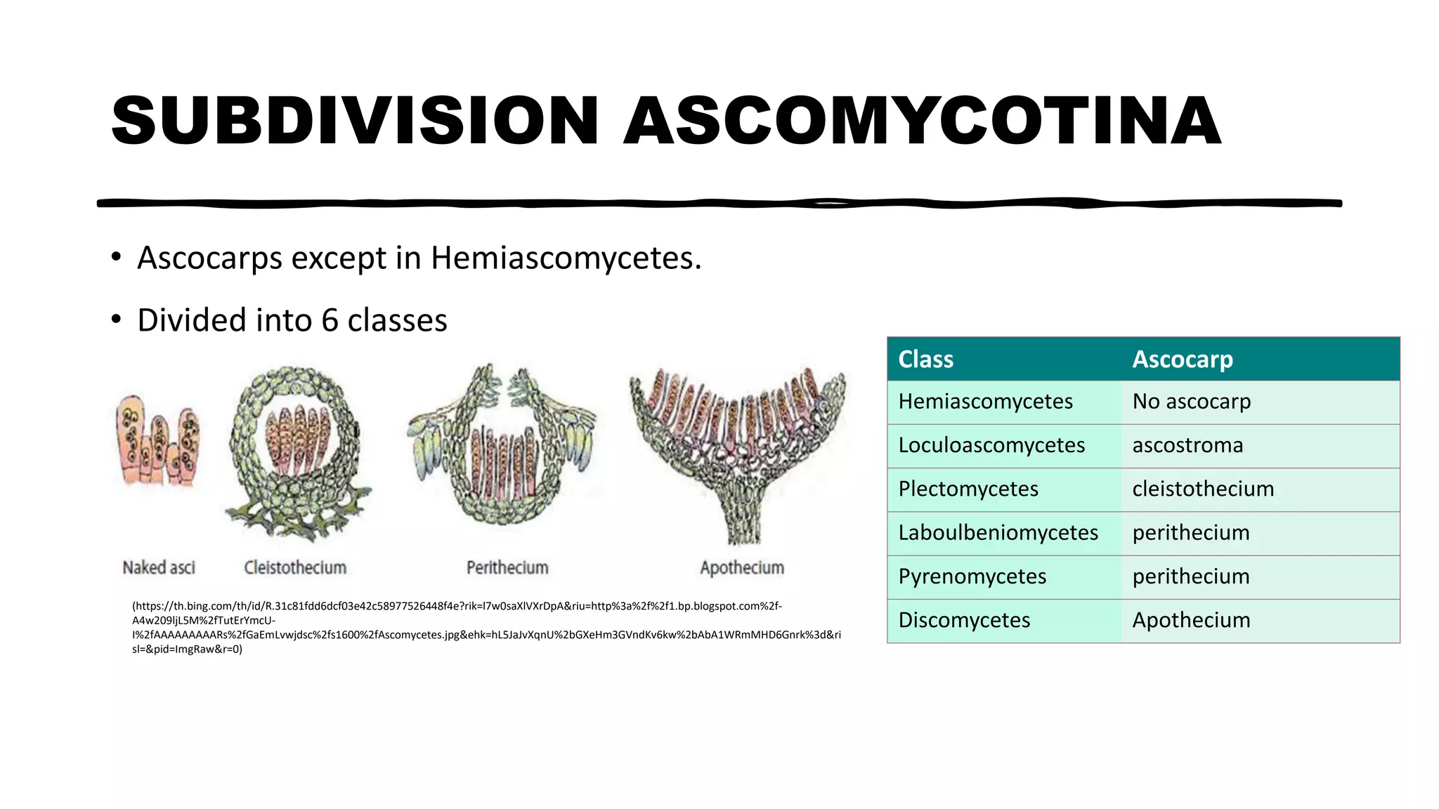 Ascoma Microscope Types of fruiting bodies in fungi | PPTX