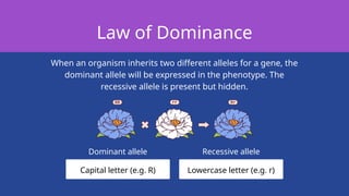 Comprehensive Grade 8 Science Presentation on Genetic Inheritance and ...