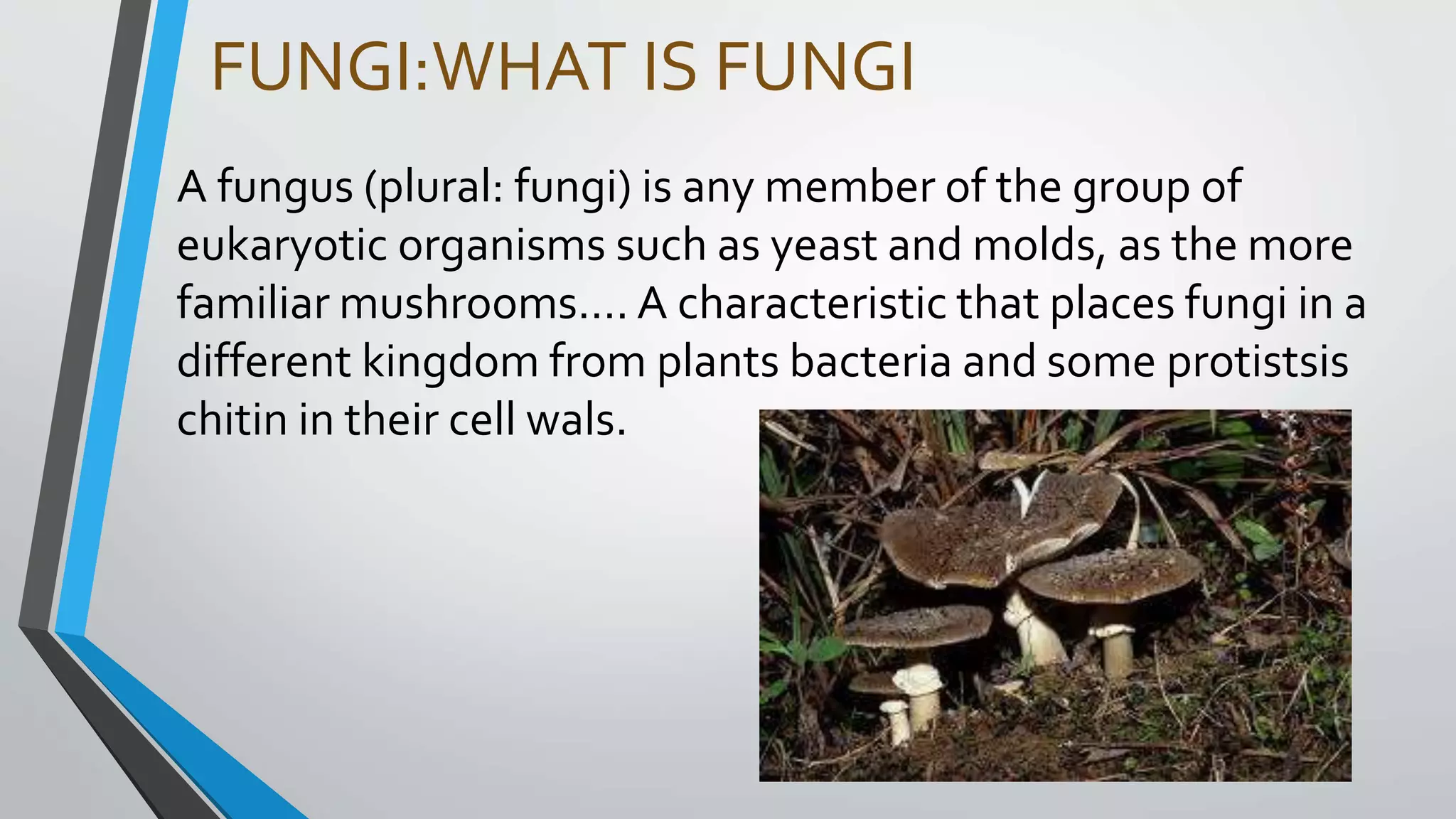 FUNGI:WHAT IS FUNGI
A fungus (plural: fungi) is any member of the group of
eukaryotic organisms such as yeast and molds, as the more
familiar mushrooms…. A characteristic that places fungi in a
different kingdom from plants bacteria and some protistsis
chitin in their cell wals.
 