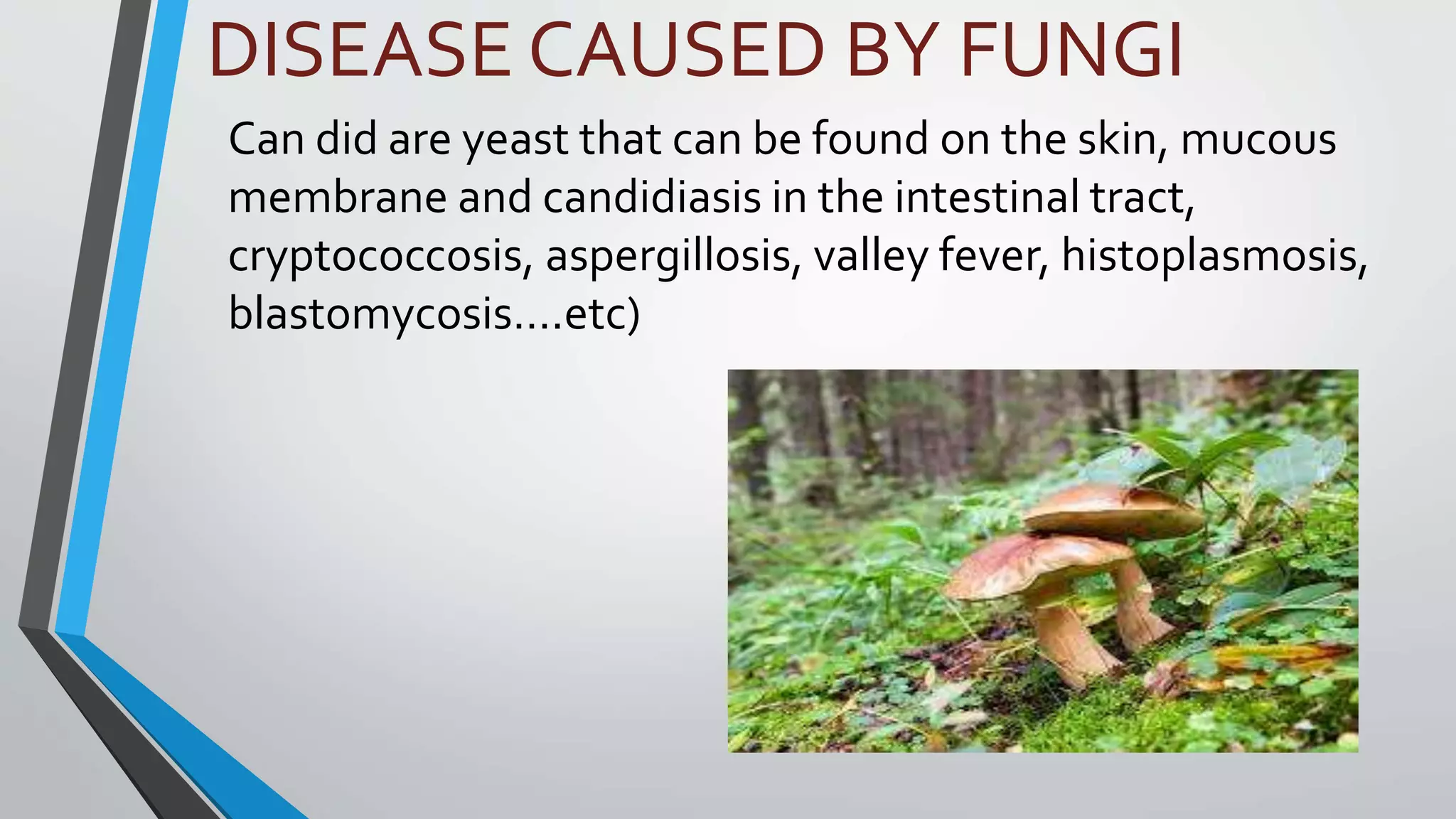DISEASE CAUSED BY FUNGI
Can did are yeast that can be found on the skin, mucous
membrane and candidiasis in the intestinal tract,
cryptococcosis, aspergillosis, valley fever, histoplasmosis,
blastomycosis….etc)
 