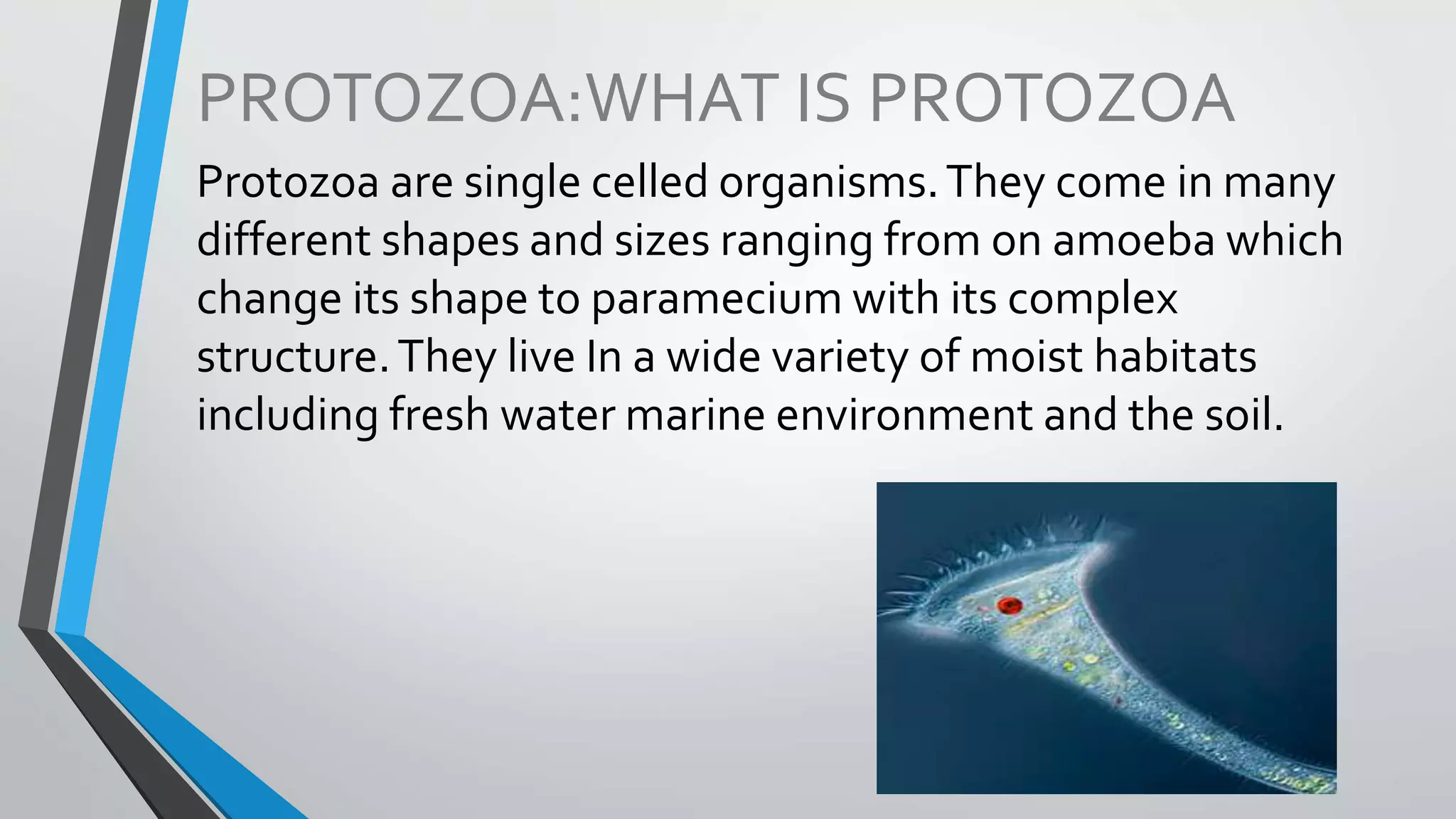 PROTOZOA:WHAT IS PROTOZOA
Protozoa are single celled organisms.They come in many
different shapes and sizes ranging from on amoeba which
change its shape to paramecium with its complex
structure.They live In a wide variety of moist habitats
including fresh water marine environment and the soil.
 