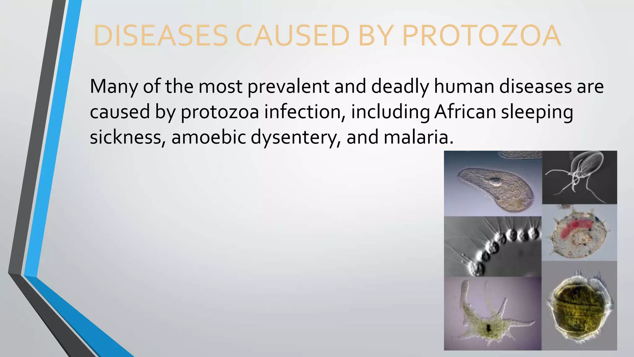 DISEASES CAUSED BY PROTOZOA
Many of the most prevalent and deadly human diseases are
caused by protozoa infection, includingAfrican sleeping
sickness, amoebic dysentery, and malaria.
 