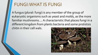 FUNGI:WHAT IS FUNGI
A fungus (plural: fungi) is any member of the group of
eukaryotic organisms such as yeast and molds, as the more
familiar mushrooms…. A characteristic that places fungi in a
different kingdom from plants bacteria and some protistsis
chitin in their cell wals.
 