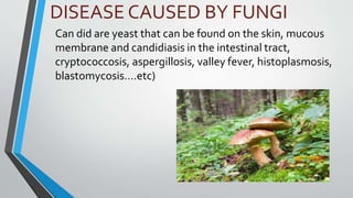 DISEASE CAUSED BY FUNGI
Can did are yeast that can be found on the skin, mucous
membrane and candidiasis in the intestinal tract,
cryptococcosis, aspergillosis, valley fever, histoplasmosis,
blastomycosis….etc)
 