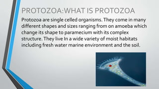 PROTOZOA:WHAT IS PROTOZOA
Protozoa are single celled organisms.They come in many
different shapes and sizes ranging from on amoeba which
change its shape to paramecium with its complex
structure.They live In a wide variety of moist habitats
including fresh water marine environment and the soil.
 