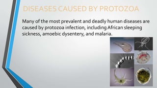 DISEASES CAUSED BY PROTOZOA
Many of the most prevalent and deadly human diseases are
caused by protozoa infection, includingAfrican sleeping
sickness, amoebic dysentery, and malaria.
 