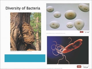 Many Bacteria Types of gram negative bacteria.ppt