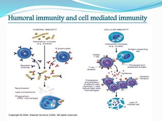 Humoral immunity and cell mediated immunity
 