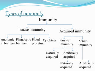 Types of immunity
Immunity
Innate immunity Acquired immunity
Anatomic
al barriers
Phagocytic
barriers
Blood
proteins
Cytokines Passive
immunity
Active
immunity
Naturally
acquired
Artificially
acquired
Naturally
acquired
Artificially
acquired
 