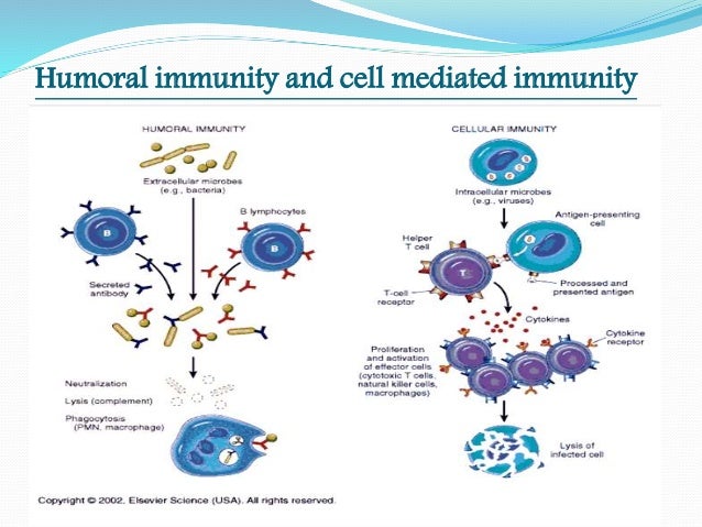 Types of immunity