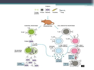 Overview of Innate and Adaptive Immunity | PDF