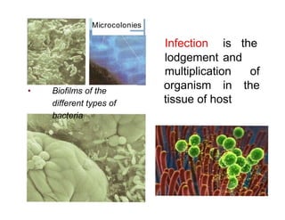 Microcolonies
• Biofilms of the
different types of
bacteria
Infection is the
lodgement and
multiplication of
organism in the
tissue of host
 
