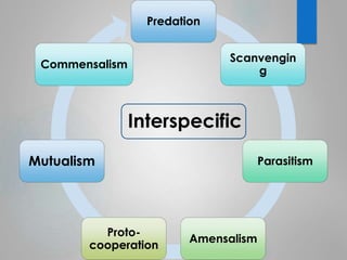Predation 
Scanvengin 
g 
Parasitism 
Amensalism 
Commensalism 
Proto-cooperation 
Mutualism 
Interspecific 
 