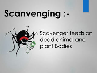 Scanvenging :- 
Scavenger feeds on 
dead animal and 
plant Bodies 
 