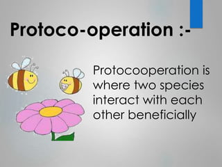 Protoco-operation :- 
Protocooperation is 
where two species 
interact with each 
other beneficially 
 