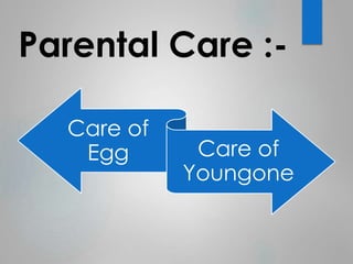 Parental Care :- 
Care of 
Egg Care of 
Youngone 
 