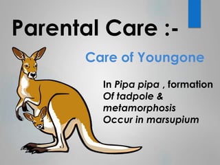 Parental Care :- 
Care of Youngone 
In Pipa pipa , formation 
Of tadpole & 
metamorphosis 
Occur in marsupium 
 