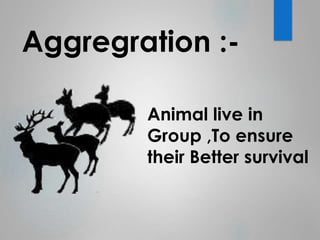 Aggregration :- 
Animal live in 
Group ,To ensure 
their Better survival 
 