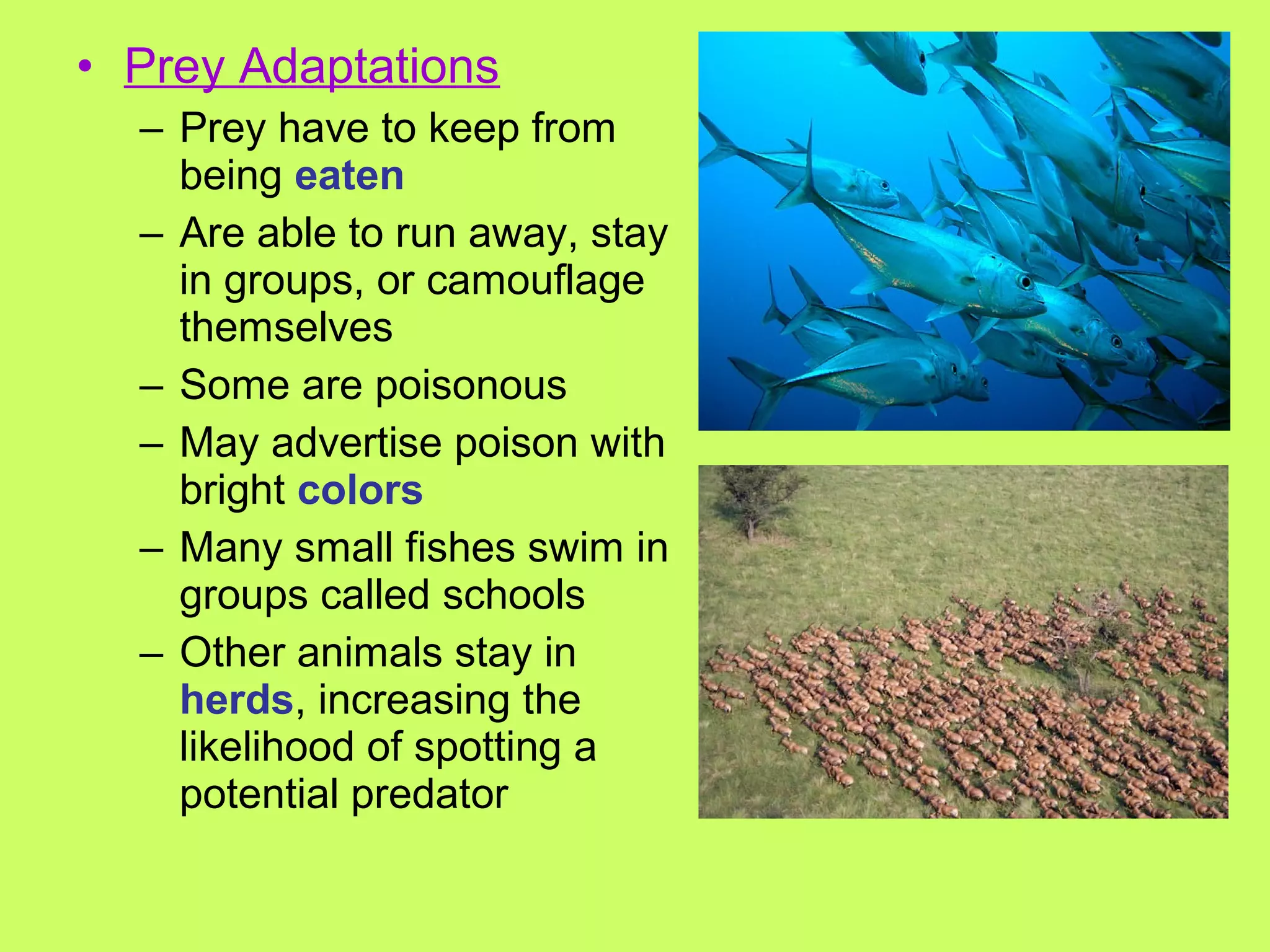 • Prey Adaptations
– Prey have to keep from
being eaten
– Are able to run away, stay
in groups, or camouflage
themselves
– Some are poisonous
– May advertise poison with
bright colors
– Many small fishes swim in
groups called schools
– Other animals stay in
herds, increasing the
likelihood of spotting a
potential predator
 