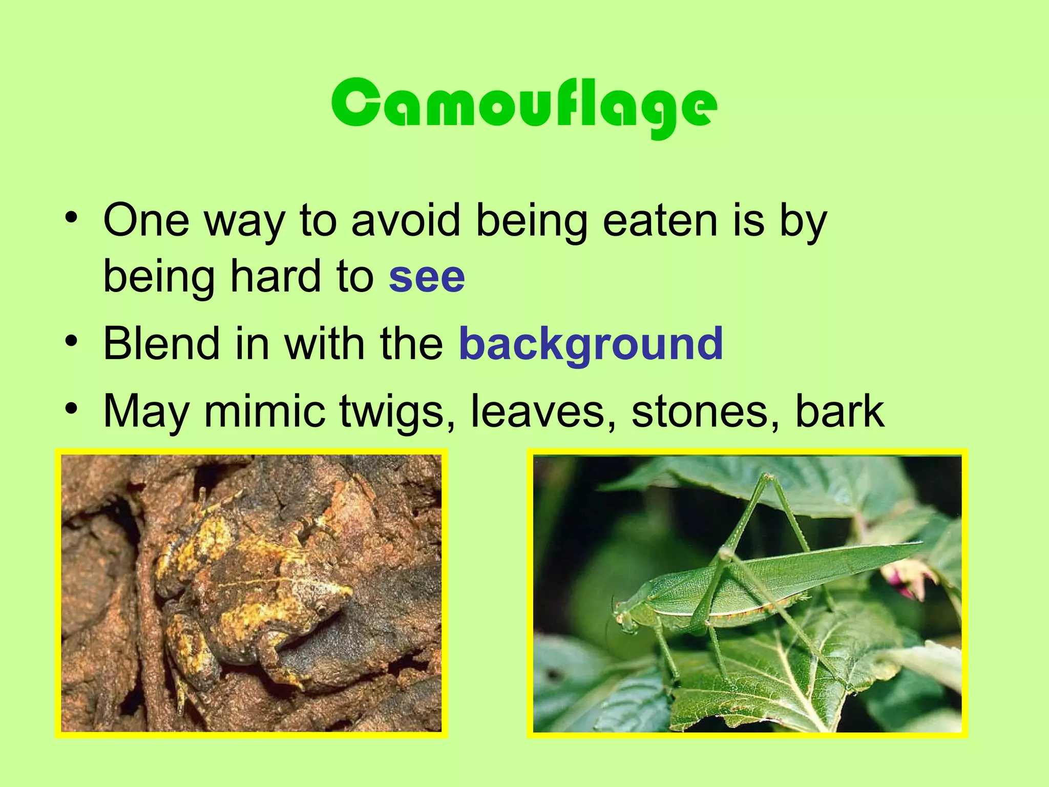 Camouflage
• One way to avoid being eaten is by
being hard to see
• Blend in with the background
• May mimic twigs, leaves, stones, bark
 