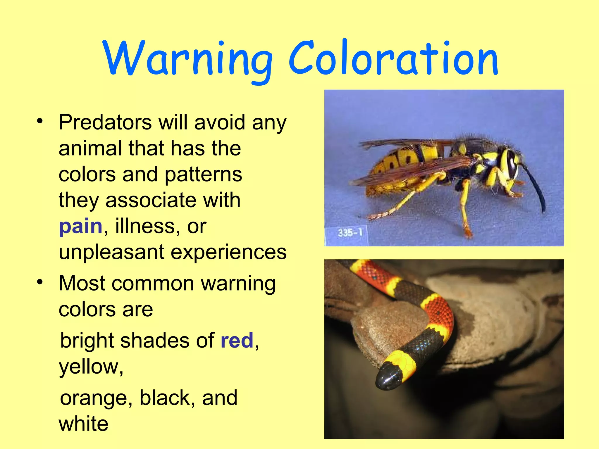 Warning Coloration
• Predators will avoid any
animal that has the
colors and patterns
they associate with
pain, illness, or
unpleasant experiences
• Most common warning
colors are
bright shades of red,
yellow,
orange, black, and
white
 