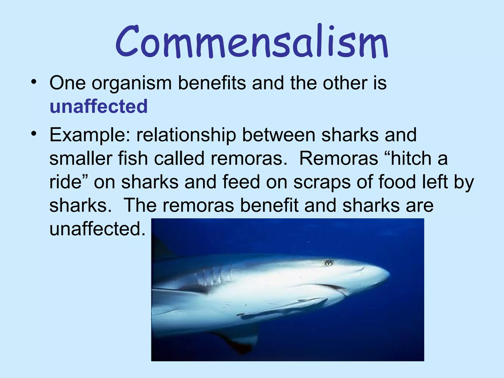Commensalism
• One organism benefits and the other is
unaffected
• Example: relationship between sharks and
smaller fish called remoras. Remoras “hitch a
ride” on sharks and feed on scraps of food left by
sharks. The remoras benefit and sharks are
unaffected.
 