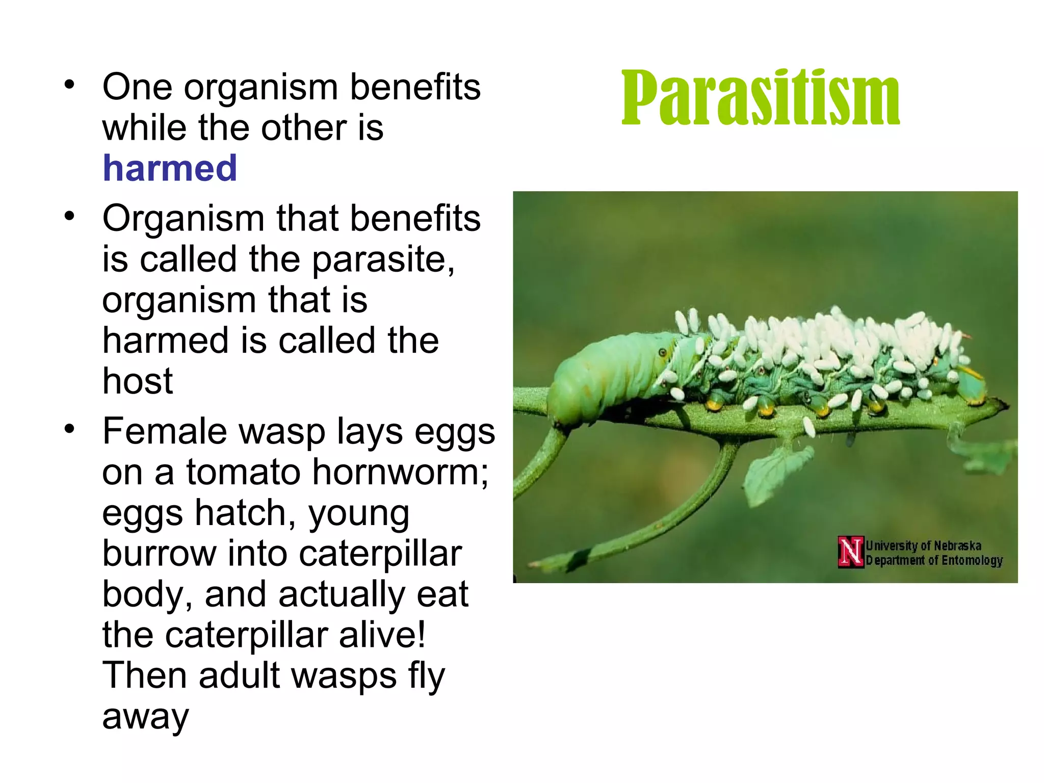 Parasitism• One organism benefits
while the other is
harmed
• Organism that benefits
is called the parasite,
organism that is
harmed is called the
host
• Female wasp lays eggs
on a tomato hornworm;
eggs hatch, young
burrow into caterpillar
body, and actually eat
the caterpillar alive!
Then adult wasps fly
away
 