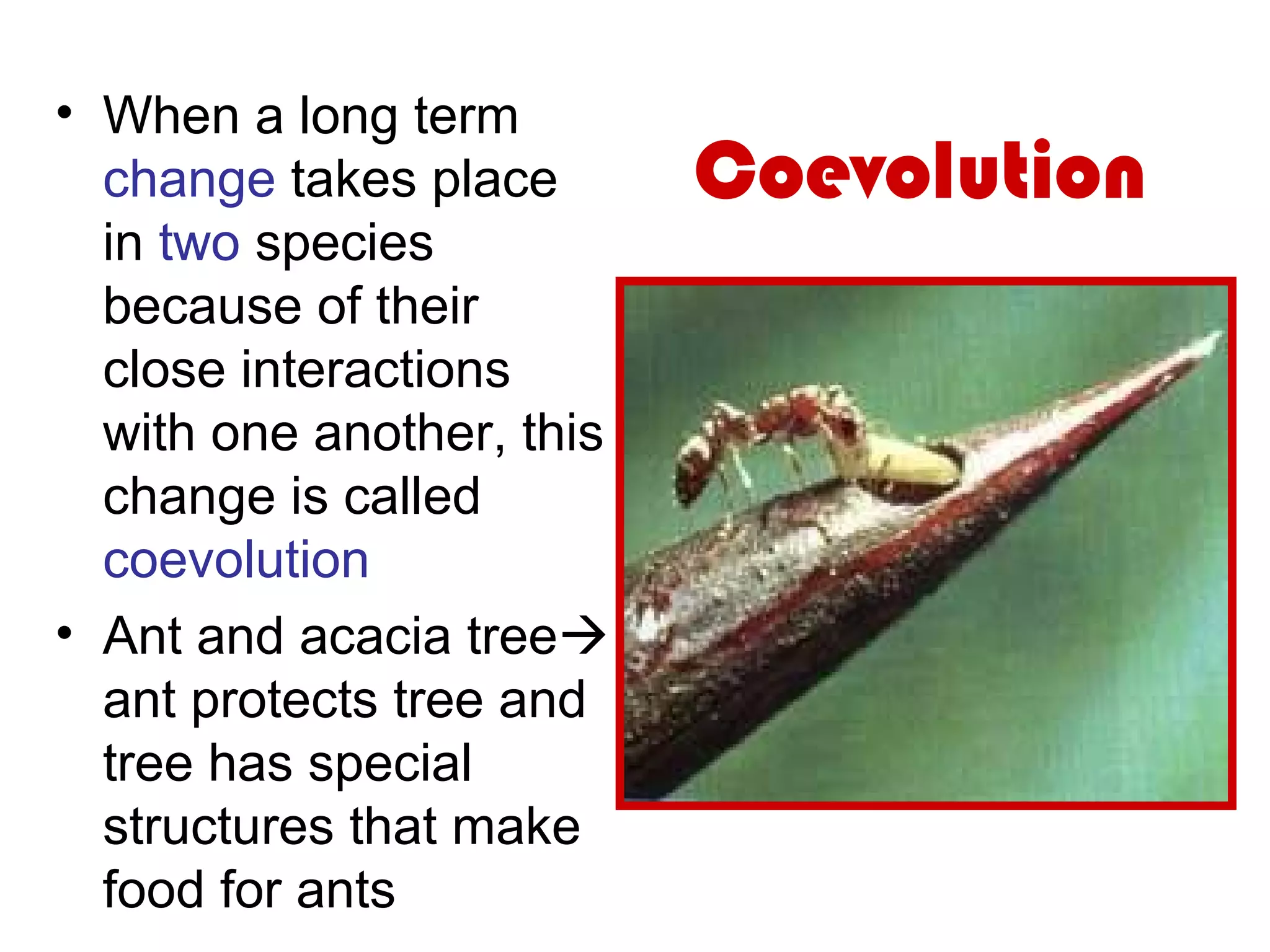 Coevolution
• When a long term
change takes place
in two species
because of their
close interactions
with one another, this
change is called
coevolution
• Ant and acacia tree
ant protects tree and
tree has special
structures that make
food for ants
 