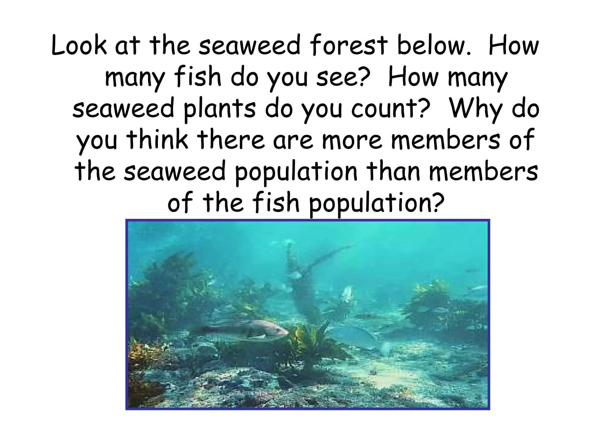 Look at the seaweed forest below. How
many fish do you see? How many
seaweed plants do you count? Why do
you think there are more members of
the seaweed population than members
of the fish population?
 
